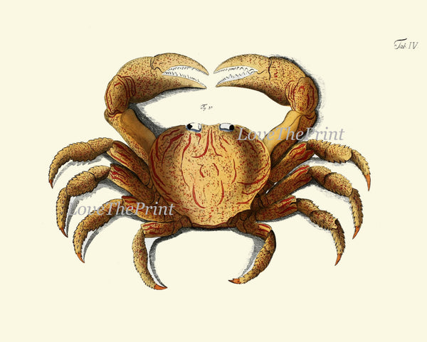 Antique Crab Print Wall Art 14 Beautiful Antique Sea Ocean Nature Beach Home Seaside Nautical Marine Decor Natural Science Wall Hanging