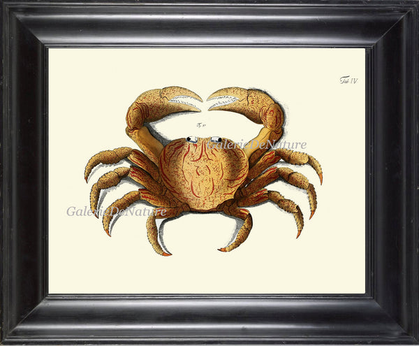 Antique Crab Print Wall Art 14 Beautiful Antique Sea Ocean Nature Beach Home Seaside Nautical Marine Decor Natural Science Wall Hanging