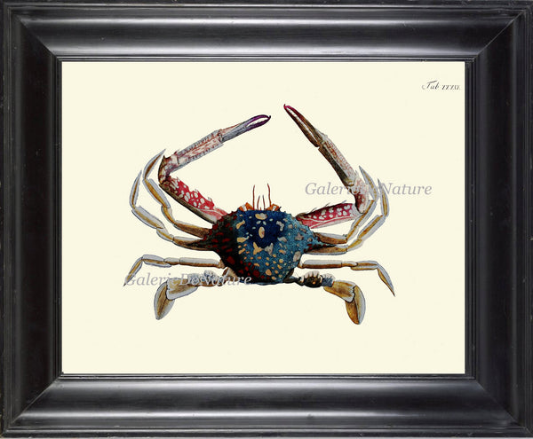 Crab Print 33 Beautiful Antique Blue Red Sea Ocean Nature Beach Home Seaside Marine Vintage Home Room Decor Illustration Beach Decoration