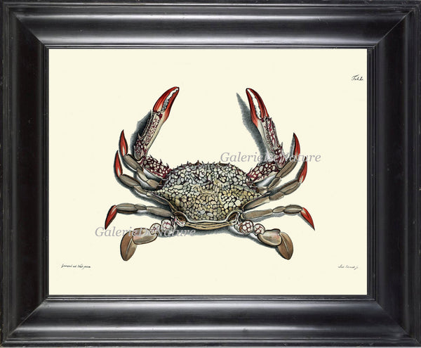 Crab Print 40 Beautiful Antique Sea Ocean Nature Beach Home Vintage Bathroom Bedroom Illustration to Frame Wall Art
