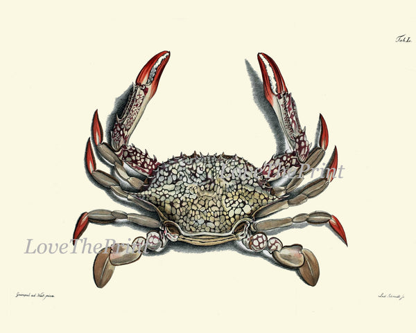 Crab Print 40 Beautiful Antique Sea Ocean Nature Beach Home Vintage Bathroom Bedroom Illustration to Frame Wall Art