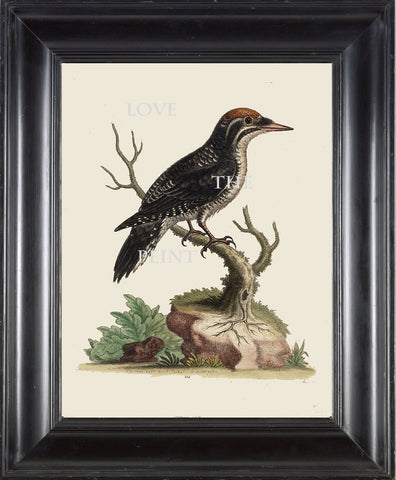 BIRD PRINT Edwards 8x10 Art Print 2 Beautiful Antique Three Toed Woodpecker Bird Nature to Frame Home Decoration Wall Hanging