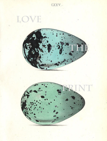 BIRD EGGS PRINT Chapman  Art Print 1 Beautiful Antique Eggs of Brunnich's Guillemot Bird Egg Blue Aqua Decoration Wall Hanging