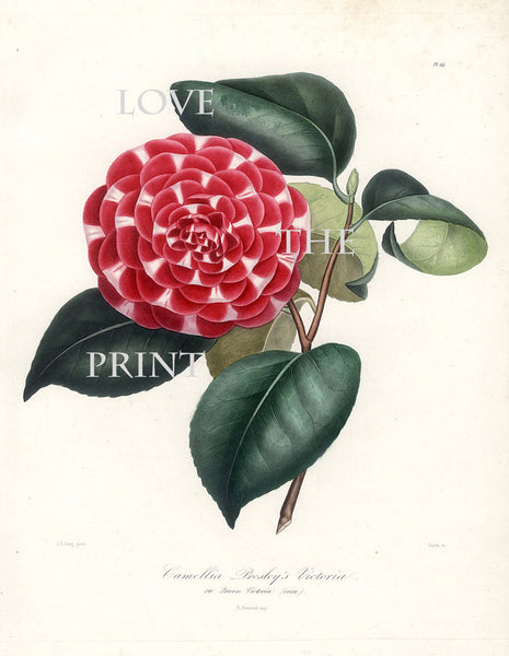 CAMELLIA PRINT Berlese  Art Print 28 Beautiful Red Camellia Presleys Victoria Spring Summer Flower Garden Nature Botanical Print