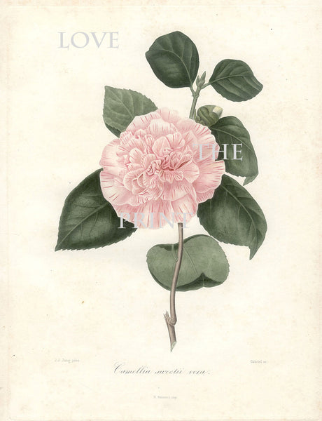 CAMELLIA PRINT Berlese  Art Print 2 Beautiful Sweeth Vera Pink Camellia Flower Garden Nature Botanical Print to Frame