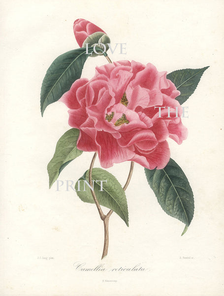 CAMELLIA PRINT Berlese  Art Print 4 Beautiful Camellia Reticulata Spring Summer Flower Garden Nature Botanical Print
