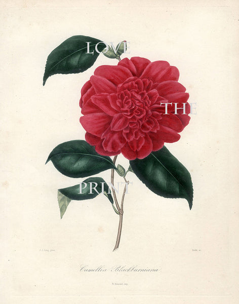 CAMELLIA PRINT Berlese  Art Print 17 Beautiful Camellia Blackburniana Spring Summer Flower Garden Nature Botanical Print