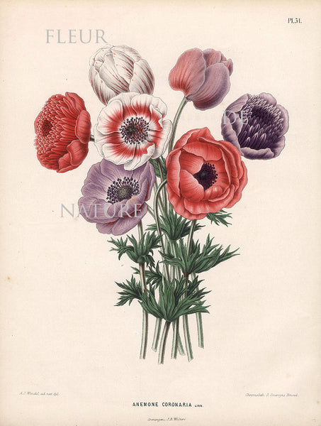 BOTANICAL PRINT WITTE  Botanical Art Print 10 Anemone Beautiful Red White Purple Anemones Spring Garden to Frame Interior Design