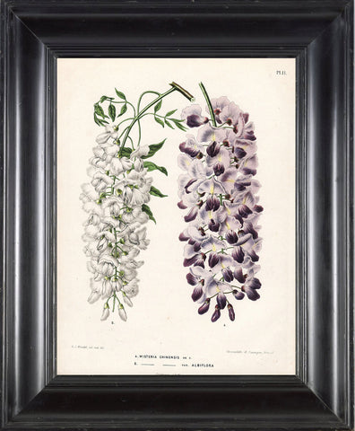 BOTANICAL PRINT WITTE  Botanical Art Print 2 Antique Multicolored Chinese Wisteria White and Purple Violet Flowers Spring Tree Plant
