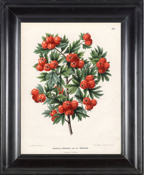 BOTANICAL PRINT WITTE  Botanical Art Print 1 Antique Red Oriental Hawthorn Beautiful Red Berries Plant to Frame Room Decoration