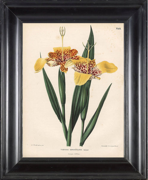 BOTANICAL PRINT WITTE  Botanical Art Print 11 Tiger Lily Flower Yellow Orange Beautiful Blooming Plant to Frame Decoration