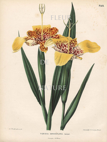 BOTANICAL PRINT WITTE  Botanical Art Print 11 Tiger Lily Flower Yellow Orange Beautiful Blooming Plant to Frame Decoration