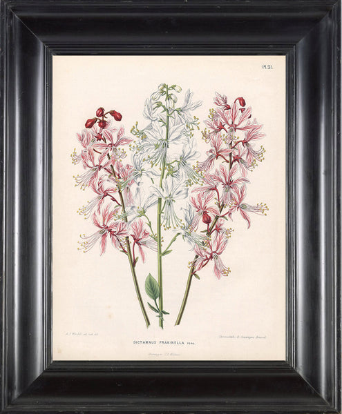 BOTANICAL PRINT WITTE  Botanical Art Print 8 Bold Lentil White Pink Flowers Blooming Plant Summer Nature to Frame Wall Decor