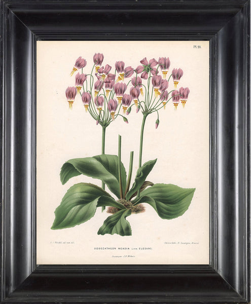 BOTANICAL PRINT WITTE  Botanical Art Print 6 Shooting Star Pink Flowers Beautiful Green Leaf Ivory Background to Frame