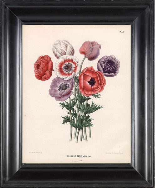 BOTANICAL PRINT WITTE  Botanical Art Print 10 Anemone Beautiful Red White Purple Anemones Spring Garden to Frame Interior Design
