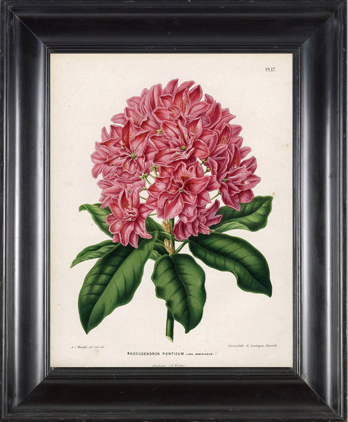 BOTANICAL PRINT WITTE  Botanical Art Print 5 Phontic Rhododendron Beautiful Pink Flower Plant Garden Nature to Frame Room Decor
