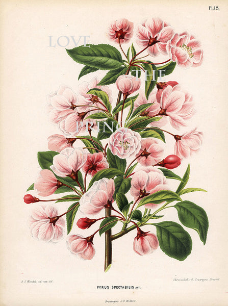 BOTANICAL PRINT WITTE  Botanical Art Print 3 Antique Chinese Apple White Pink Spring Blossoms Blooming Fruit Tree Garden