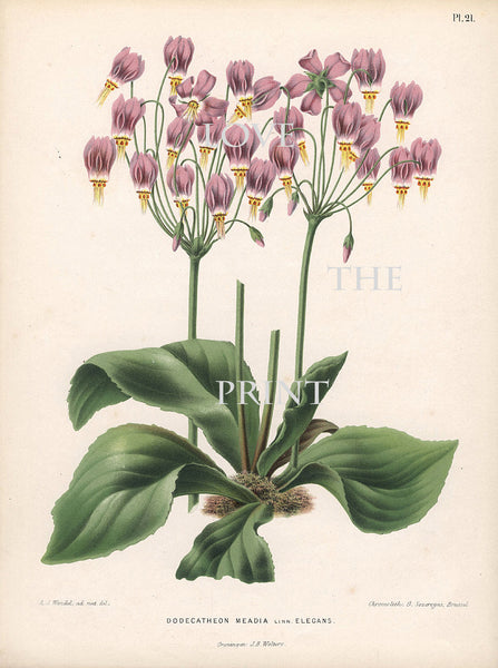 BOTANICAL PRINT WITTE  Botanical Art Print 6 Shooting Star Pink Flowers Beautiful Green Leaf Ivory Background to Frame
