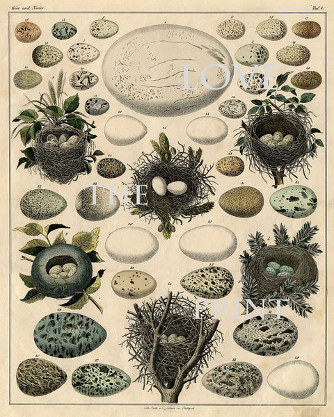 BIRD EGGS NEST  Art Print C1 Beautiful Antique Bird Eggs and Nests on Ivory Decoration Wall Hanging