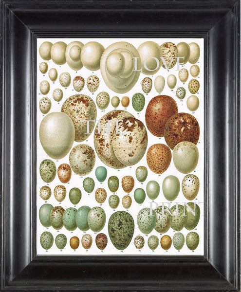 BIRD EGGS  Art Print C3 Beautiful Antique Bird Eggs Aqua White Golden Brown Chart Decoration Wall Hanging