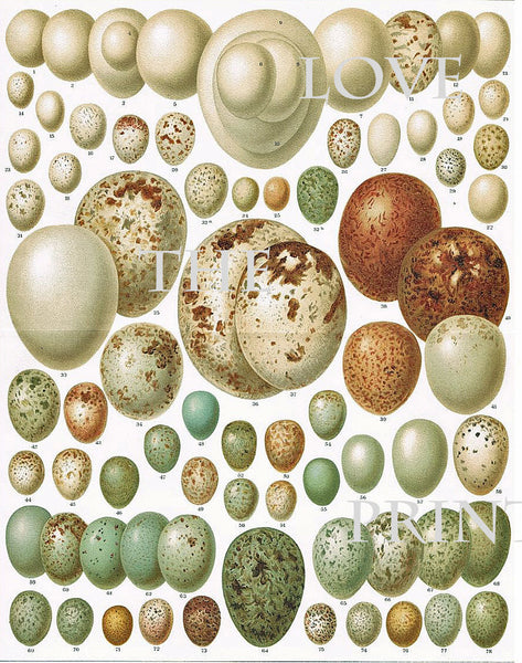 BIRD EGGS  Art Print C3 Beautiful Antique Bird Eggs Aqua White Golden Brown Chart Decoration Wall Hanging