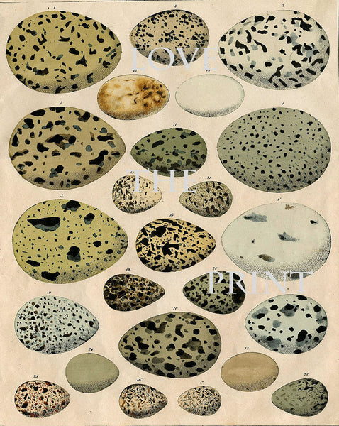 BIRD EGGS  Art Print C4 Beautiful Antique Bird Eggs Aqua White Golden Brown Chart Decoration Wall Hanging