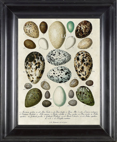 BIRD EGGS  Art Print C5 Beautiful Antique Bird Eggs Aqua White Golden Brown Chart Decoration Wall Hanging