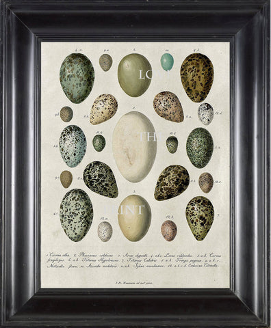 BIRD EGGS  Art Print C6 Beautiful Antique Bird Eggs Aqua White Golden Brown Chart Decoration Wall Hanging