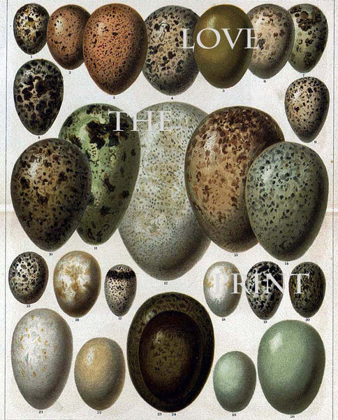 BIRD EGGS  Art Print C2 Beautiful Antique Bird Eggs Aqua White Golden Brown Chart Decoration Wall Hanging