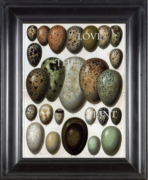 BIRD EGGS  Art Print C2 Beautiful Antique Bird Eggs Aqua White Golden Brown Chart Decoration Wall Hanging