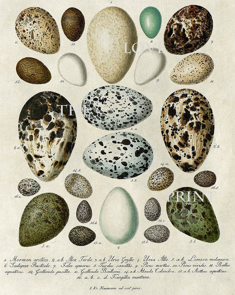 BIRD EGGS  Art Print C5 Beautiful Antique Bird Eggs Aqua White Golden Brown Chart Decoration Wall Hanging