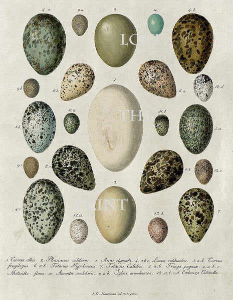 BIRD EGGS  Art Print C6 Beautiful Antique Bird Eggs Aqua White Golden Brown Chart Decoration Wall Hanging