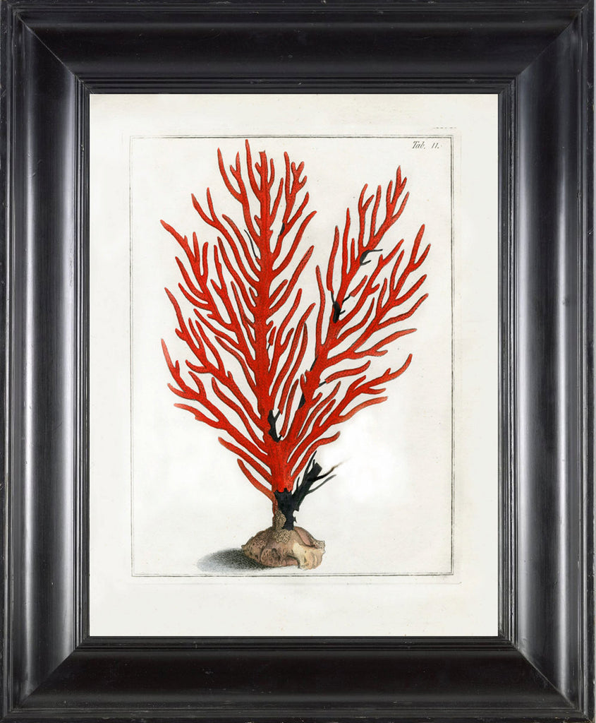 CORAL PRINT Ellis  Art Print 6 Beautiful Antique Sea Ocean Red Coral Nature to Frame Home Decoration Wall Hanging