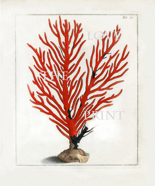 CORAL PRINT Ellis  Art Print 6 Beautiful Antique Sea Ocean Red Coral Nature to Frame Home Decoration Wall Hanging