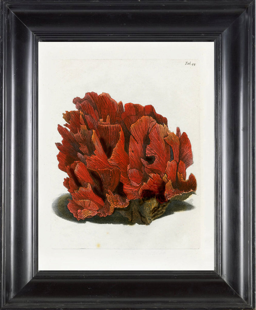CORAL PRINT Ellis  Art Print 2 Beautiful Antique Sea Ocean Red Coral Nature to Frame Home Decoration Wall Hanging