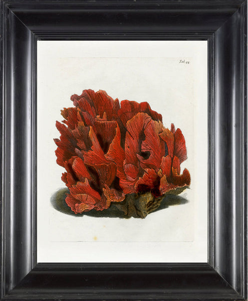 CORAL PRINT Ellis  Art Print 2 Beautiful Antique Sea Ocean Red Coral Nature to Frame Home Decoration Wall Hanging