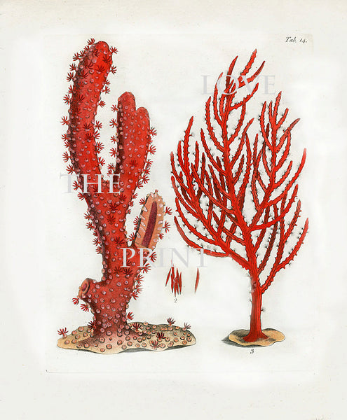 CORAL PRINT Ellis  Art Print 3 Beautiful Antique Sea Ocean Red Coral Nature to Frame Home Decoration Wall Hanging