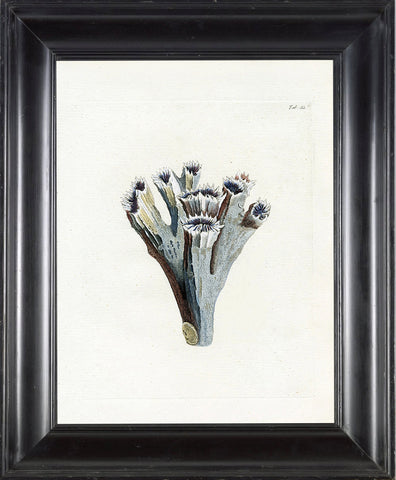 CORAL PRINT Ellis  Art Print 17 Beautiful Antique Sea Ocean Blue Coral Nature to Frame Home Decoration Wall Hanging