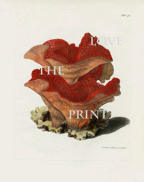 CORAL PRINT Ellis  Art Print 5 Beautiful Antique Sea Ocean Red Coral Nature to Frame Home Decoration Wall Hanging