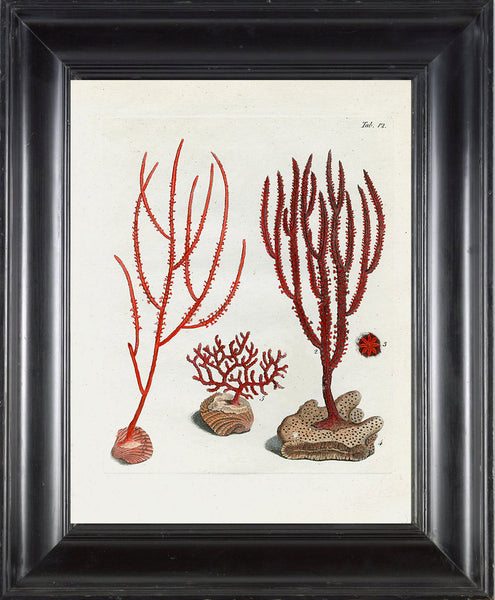CORAL PRINT Ellis  Art Print 21 Beautiful Antique Sea Ocean Red Coral Nature to Frame Home Decoration Wall Hanging