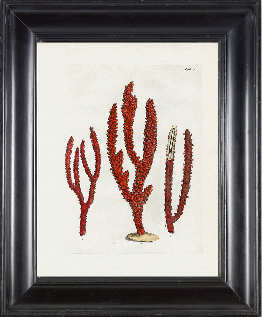 CORAL PRINT Ellis  Art Print 22 Beautiful Antique Sea Ocean Red Coral Nature to Frame Home Decoration Wall Hanging