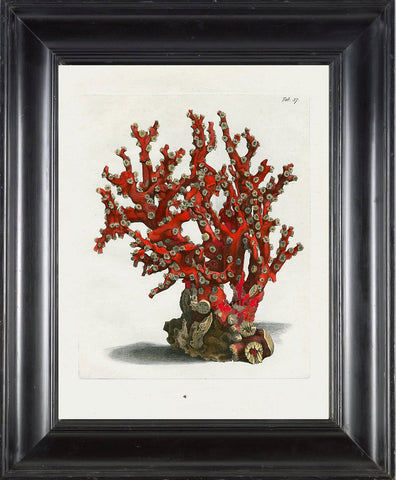 CORAL PRINT Ellis  Art Print 23 Beautiful Antique Sea Ocean Red Coral Nature to Frame Home Decoration Wall Hanging