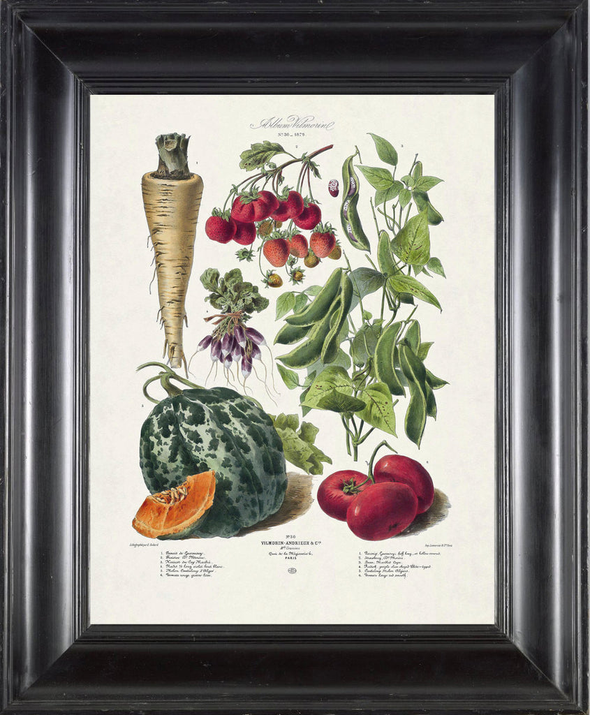 Vilmorin Fruit & Vegetable Prints