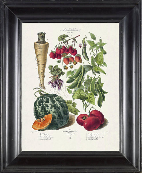 FRENCH VEGETABLE Garden  Botanical Art Print 1 Antique Beautiful Summer Plants Home Wall Decoration Seed Packet