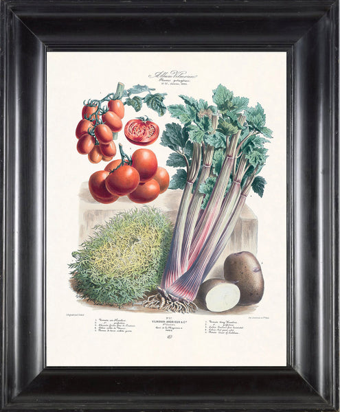 FRENCH VEGETABLE Garden  Botanical Art Print 3 Antique Beautiful Tomato Potato Salad Summer Plants Home Wall Decoration Seed Packet