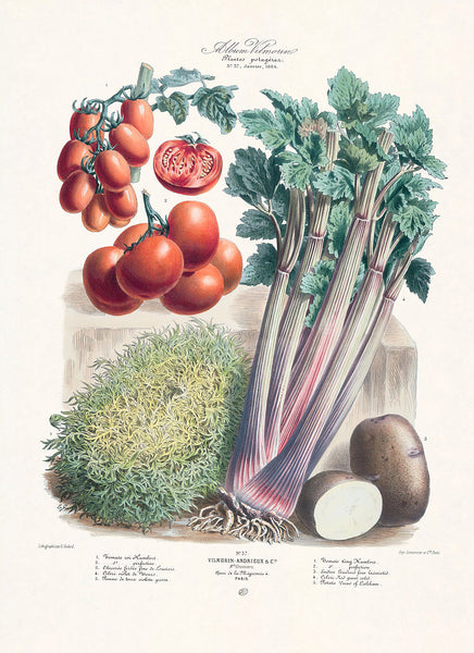 FRENCH VEGETABLE Garden  Botanical Art Print 3 Antique Beautiful Tomato Potato Salad Summer Plants Home Wall Decoration Seed Packet