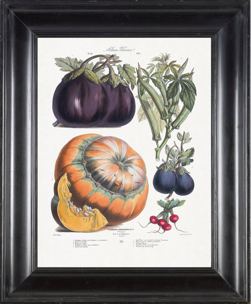 FRENCH VEGETABLE Garden  Botanical Art Print 4 Antique Beautiful Orange Pumpkin Eggplant Summer Plants Wall Decoration Seed Packet