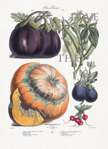 FRENCH VEGETABLE Garden  Botanical Art Print 4 Antique Beautiful Orange Pumpkin Eggplant Summer Plants Wall Decoration Seed Packet