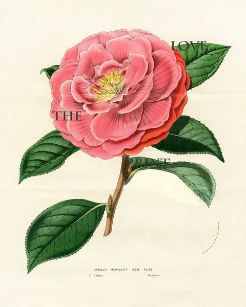 BOTANICAL PRINT HOUTTE  Botanical Art Print 4 Beautiful Pink Camellia Reticulata Pleno Flower Spring Summer Garden Plant