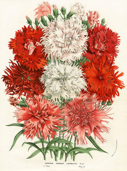 BOTANICAL PRINT HOUTTE  Botanical Art Print 2 Beautiful Carnations in Pink White Red  Dianthus Sinensis Laciniatus Pink Flowers Garden
